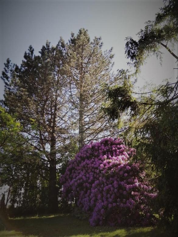 Chalpa Na Skarpie Villa Meszna Buitenkant foto